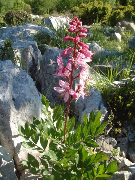 Dictamnus albus / Limonella, frassinella